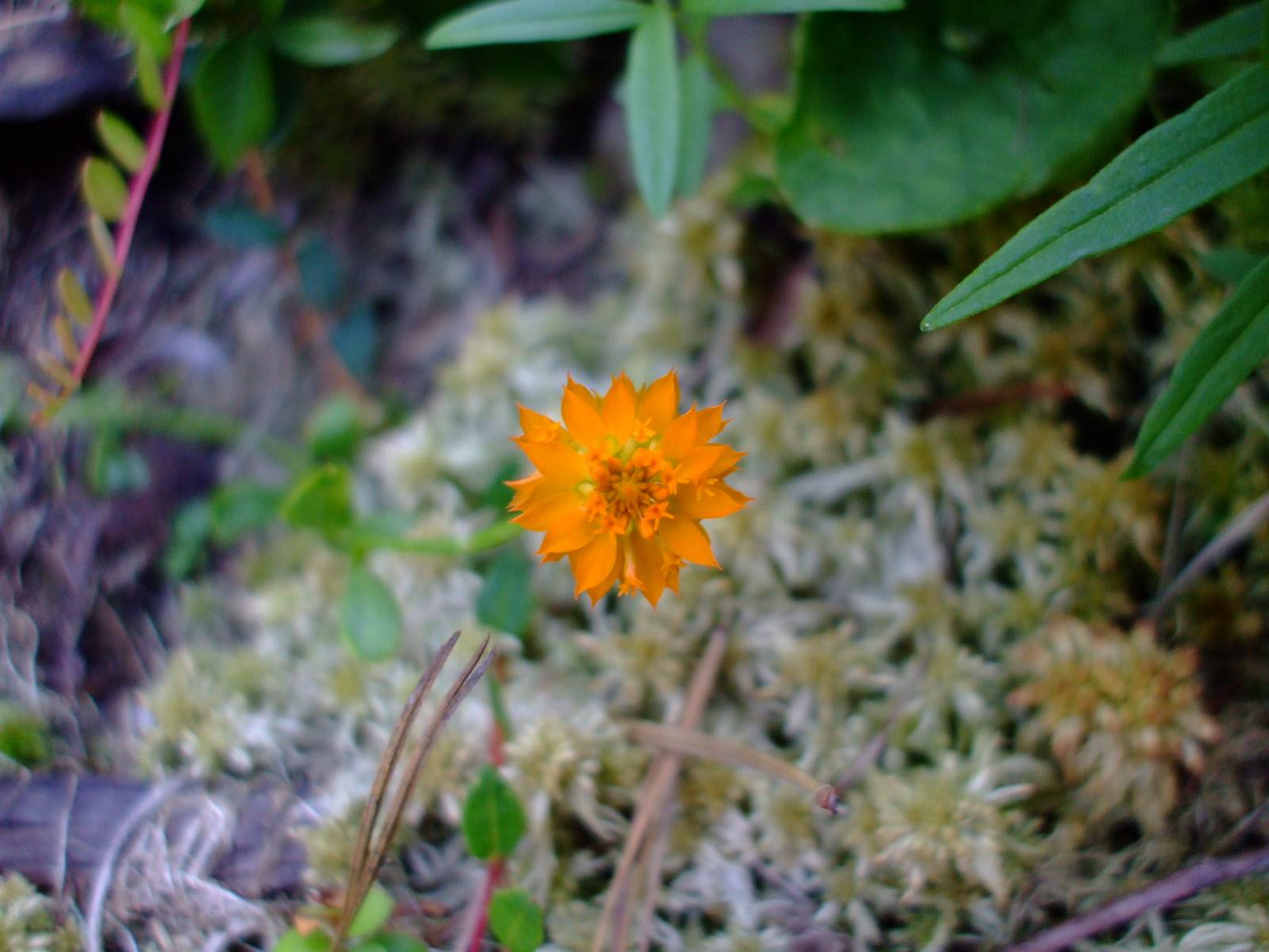 Polygala lutea